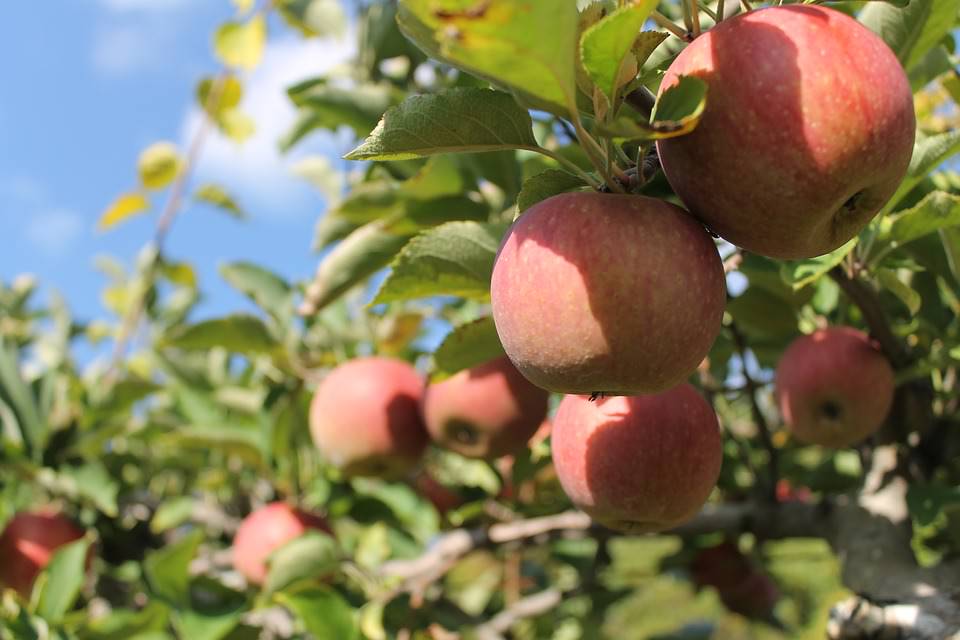 Apple, http://maxpixel.freegreatpicture.com/Green-Fruit-Nature-Tree-Garden-Season-Apples-1214797